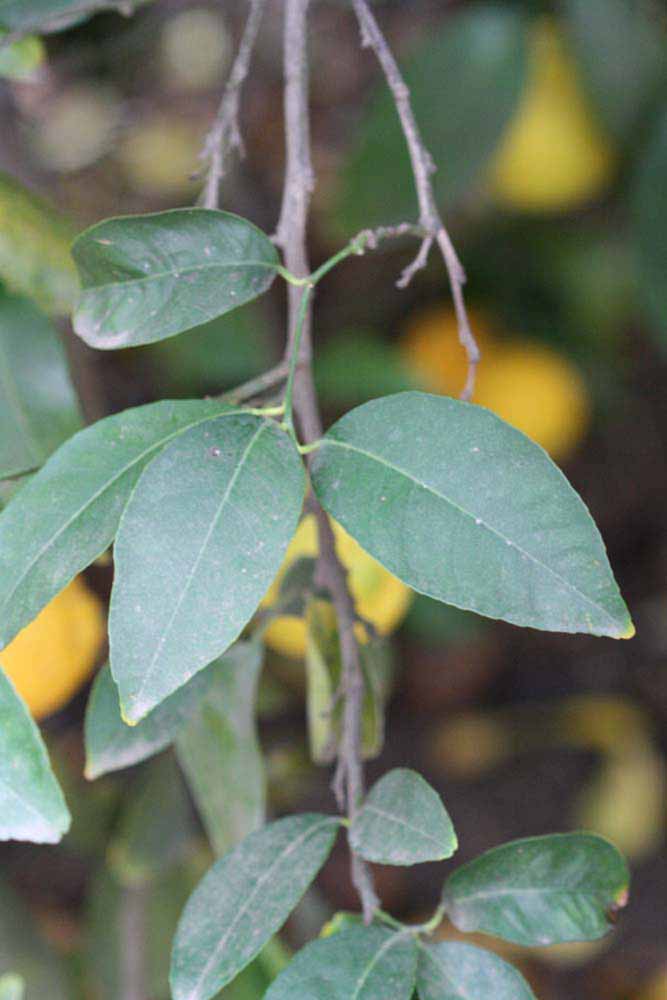            Shade leaves (Limoneira, Winter Haven, FL)   